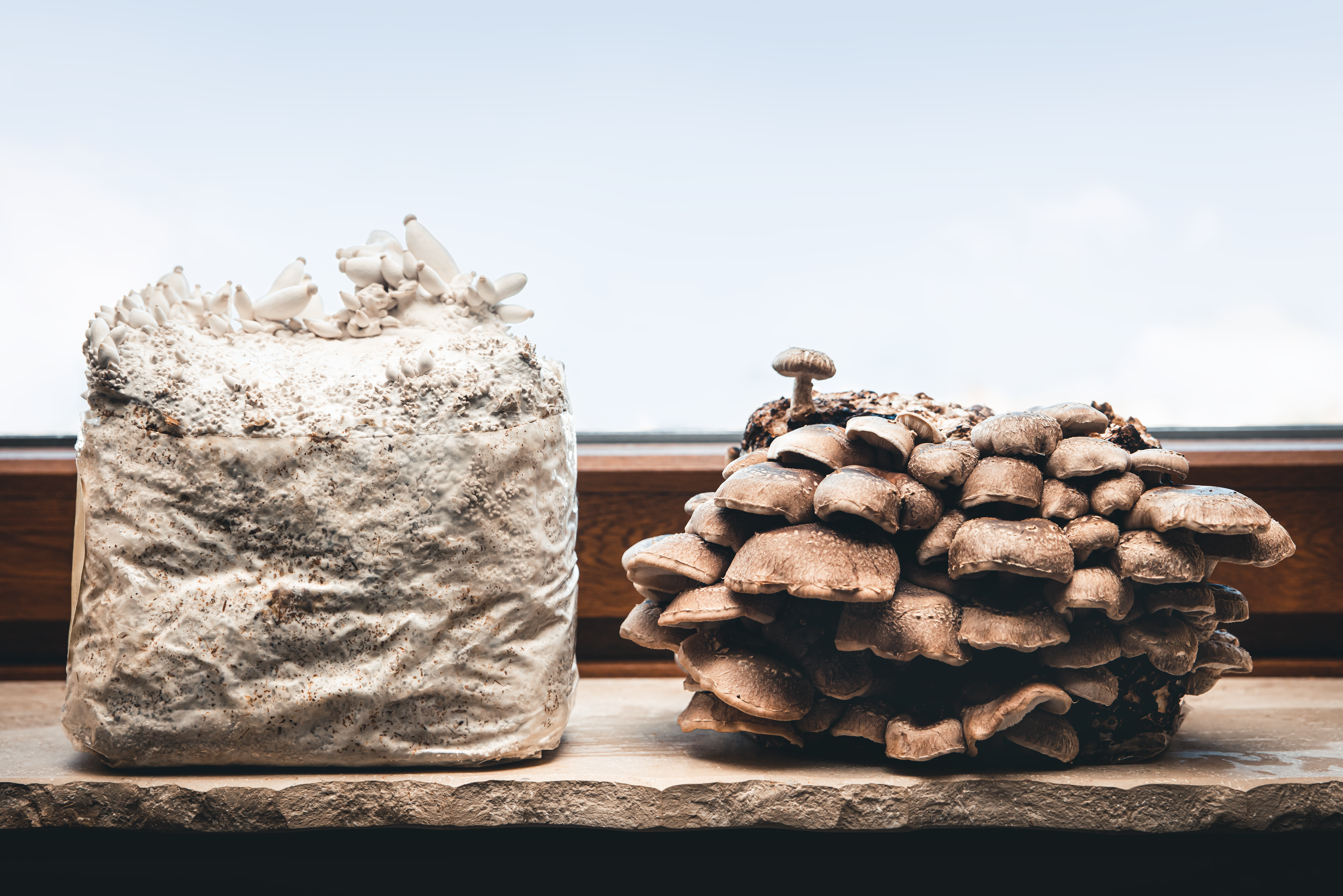 Fruiting bodies vs. Mycelium