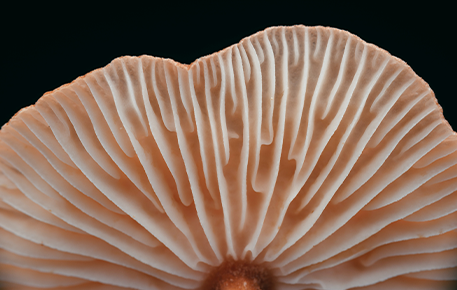 Odyssey Elixirs: The Brain-Boosting, Functional Mushroom Drinks to Optimize Your Life Mushrooms Never Tasted So Good!