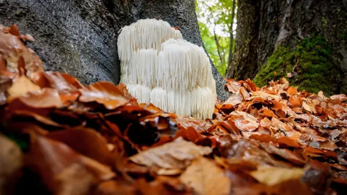 Alternative Medicine - The 5 Best Lion’s Mane Products